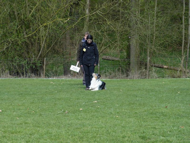 Obedience Prüfung 2015
