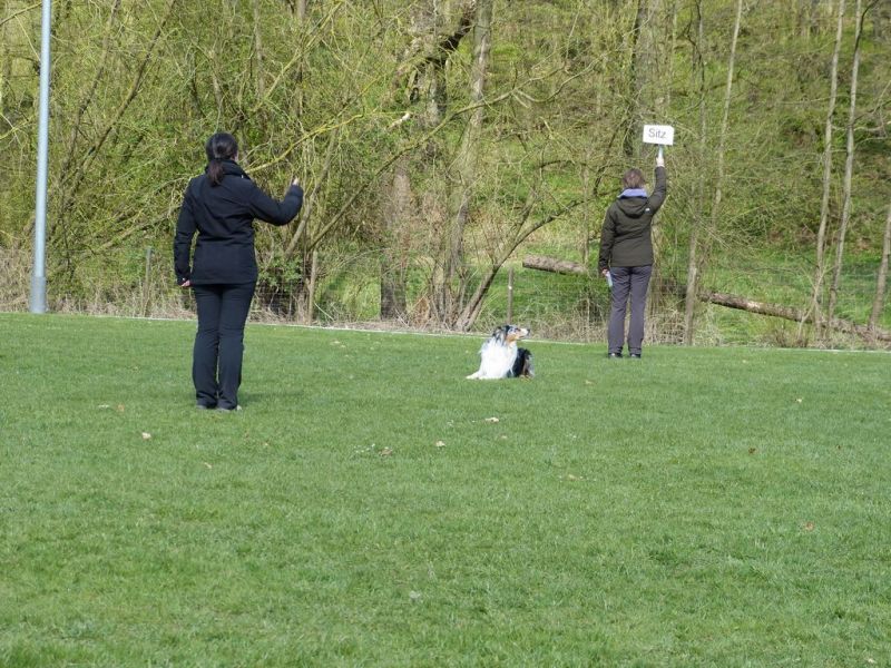 Obedience Prüfung 2015