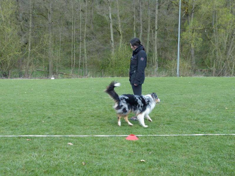 Obedience Prüfung 2015