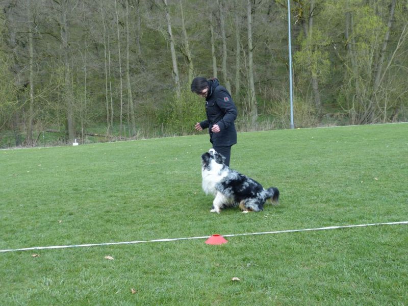 Obedience Prüfung 2015