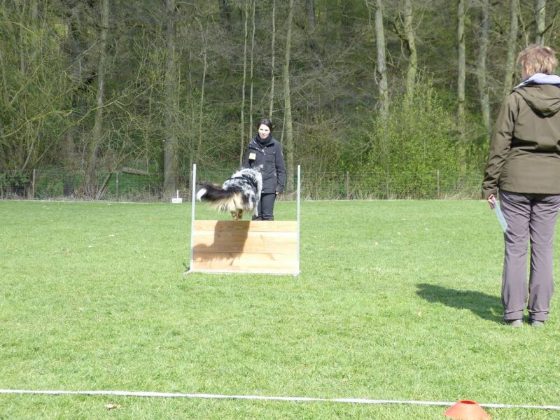 Obedience Prüfung 2015