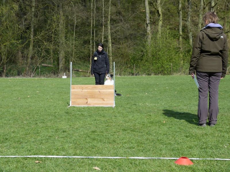 Obedience Prüfung 2015