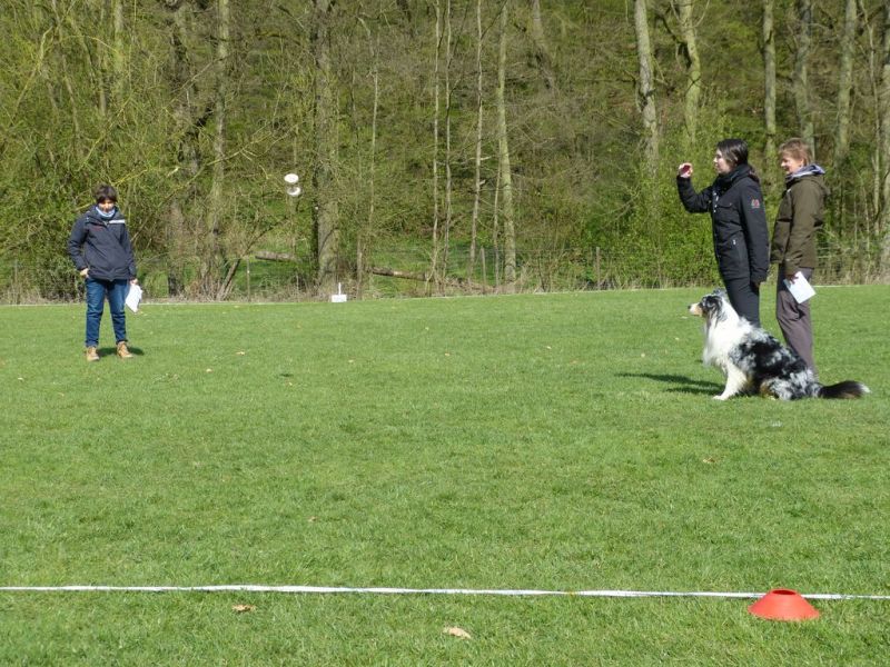 Obedience Prüfung 2015