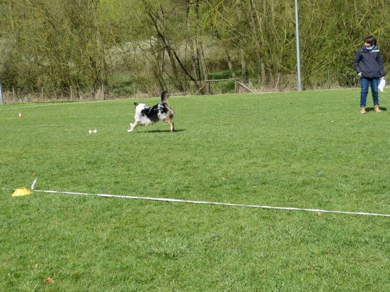 Obedience Prüfung 2015