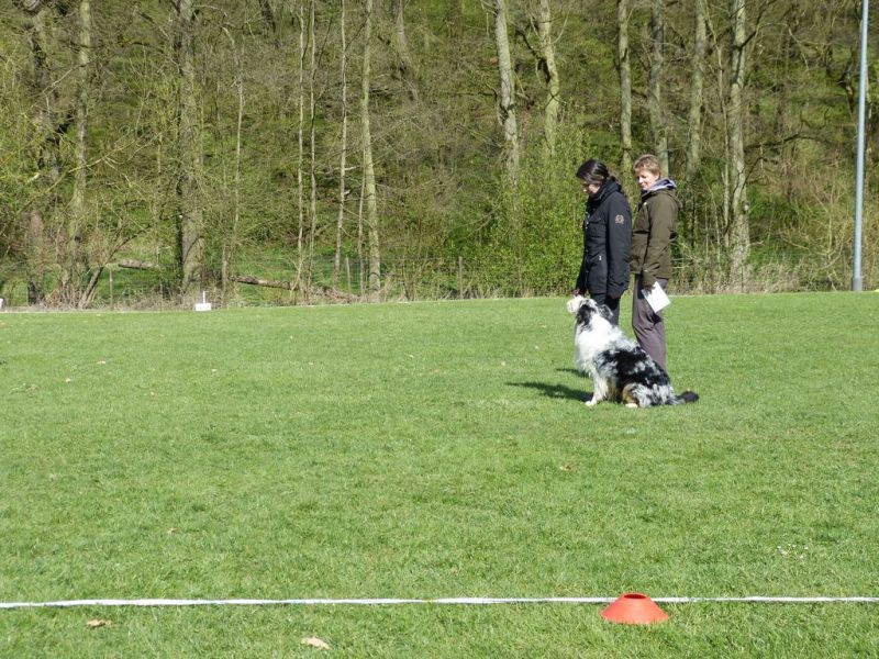 Obedience Prüfung 2015