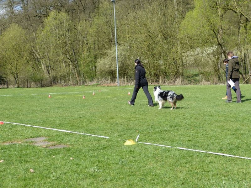 Obedience Prüfung 2015