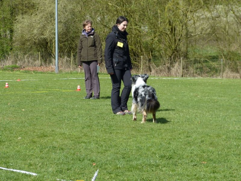 Obedience Prüfung 2015