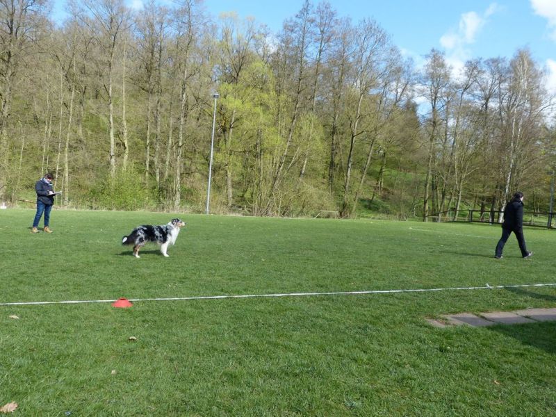 Obedience Prüfung 2015