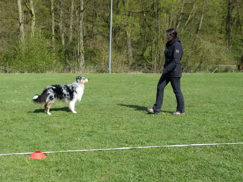 Obedience Prüfung 2015