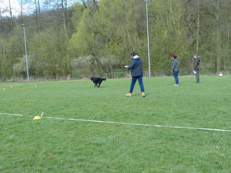 Obedience Prüfung 2015
