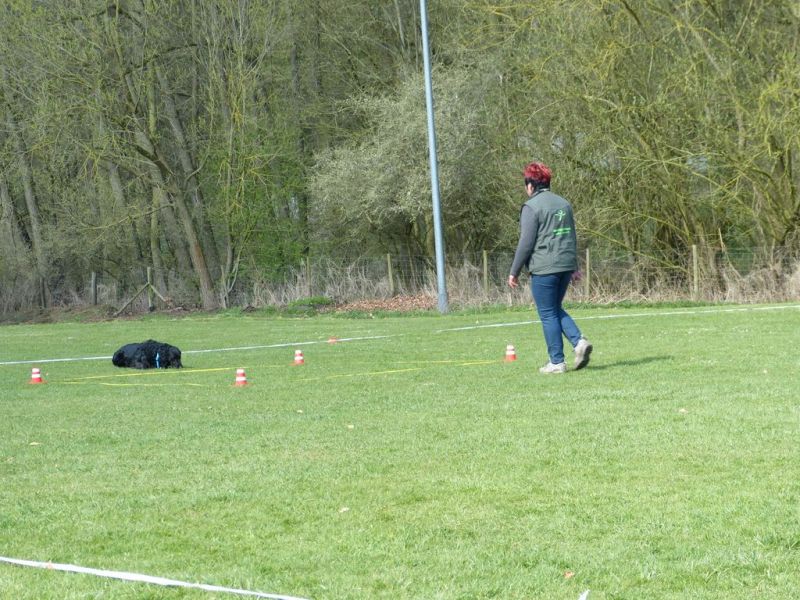 Obedience Prüfung 2015