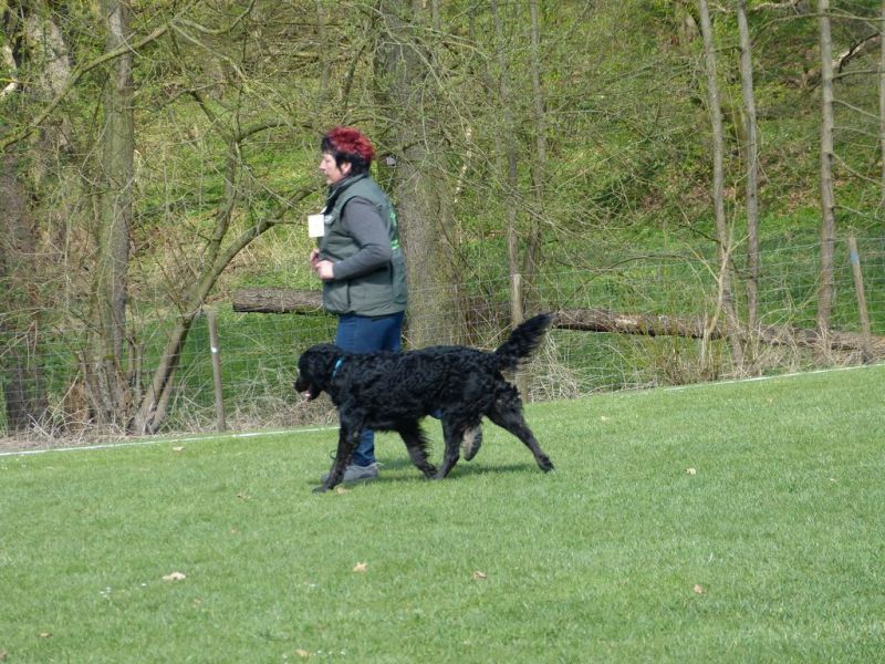 Obedience Prüfung 2015