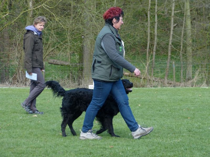 Obedience Prüfung 2015