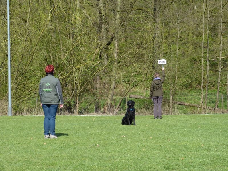 Obedience Prüfung 2015