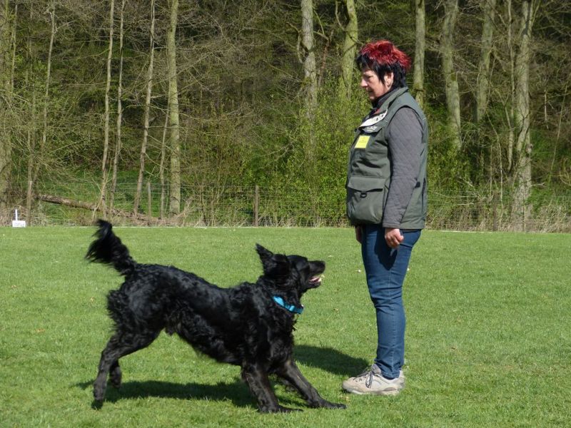 Obedience Prüfung 2015