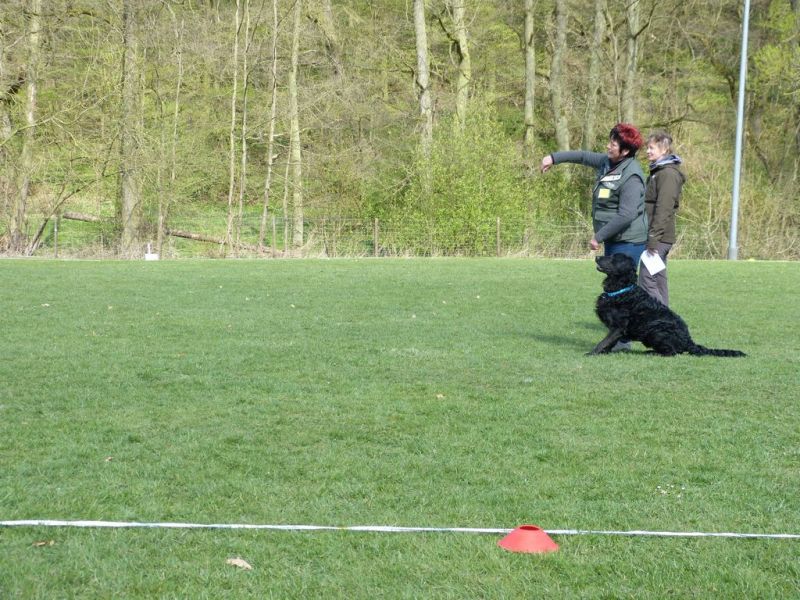 Obedience Prüfung 2015