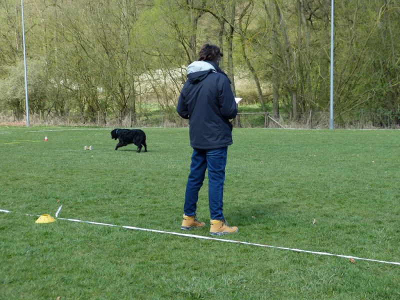 Obedience Prüfung 2015