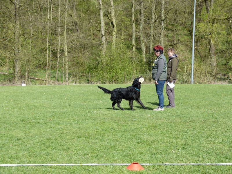 Obedience Prüfung 2015