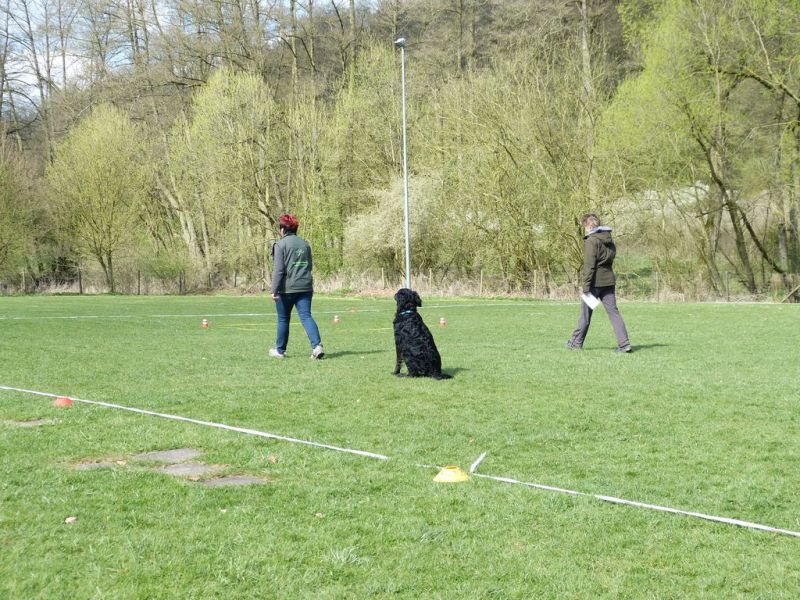 Obedience Prüfung 2015