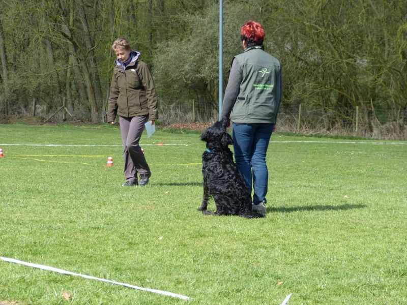 Obedience Prüfung 2015