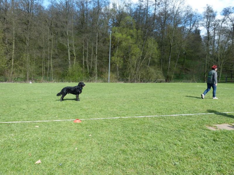 Obedience Prüfung 2015