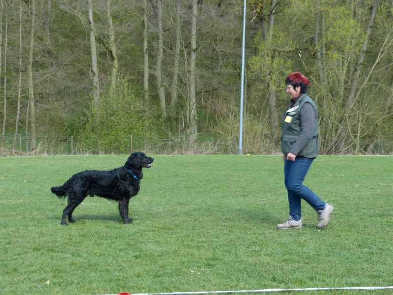 Obedience Prüfung 2015