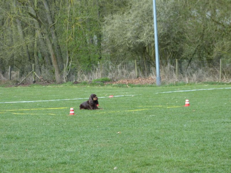 Obedience Prüfung 2015
