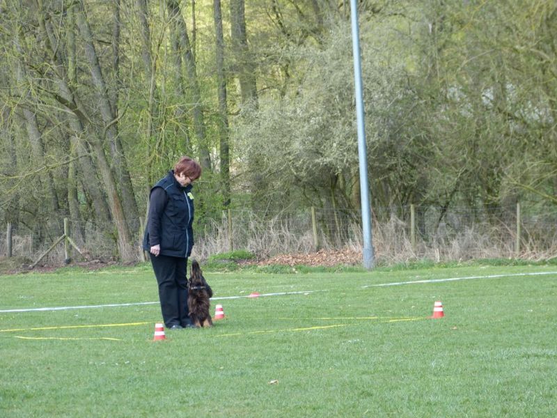 Obedience Prüfung 2015