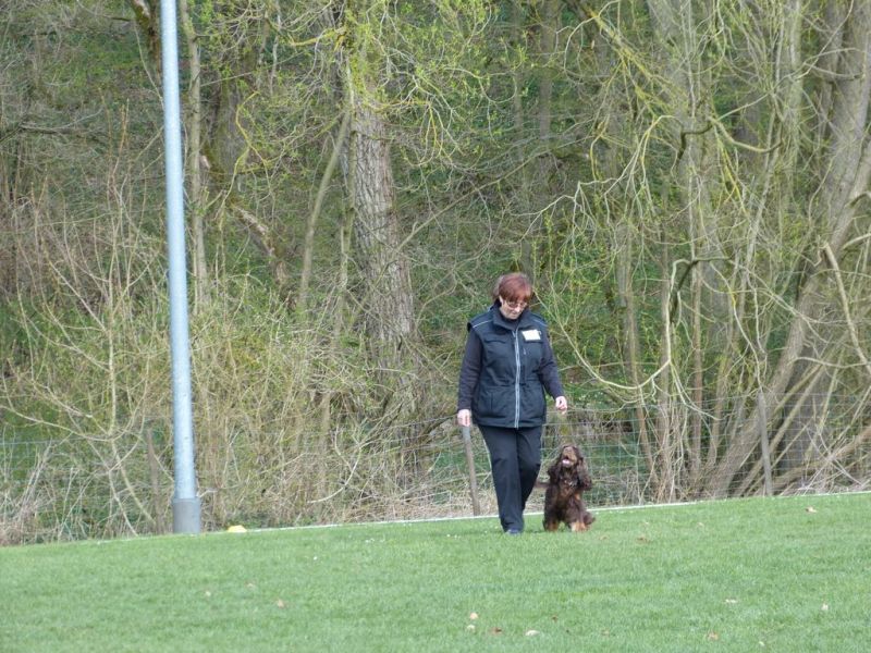 Obedience Prüfung 2015