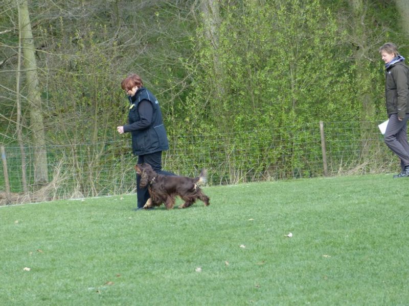 Obedience Prüfung 2015