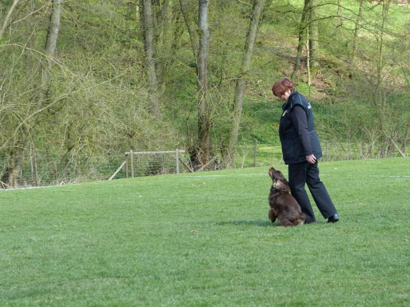 Obedience Prüfung 2015