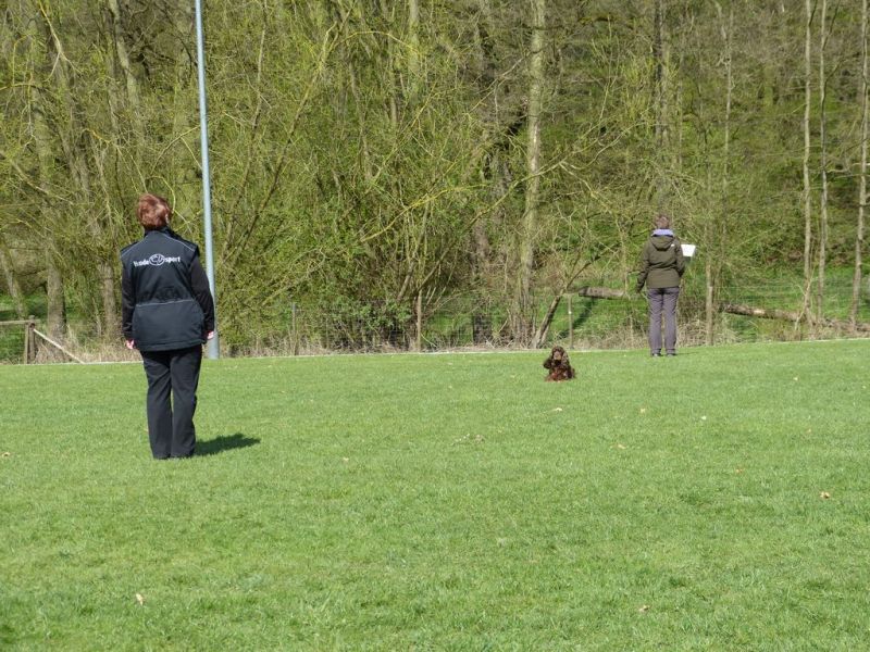 Obedience Prüfung 2015