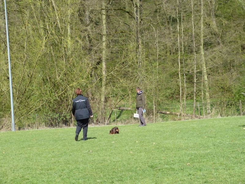 Obedience Prüfung 2015
