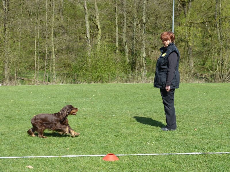 Obedience Prüfung 2015