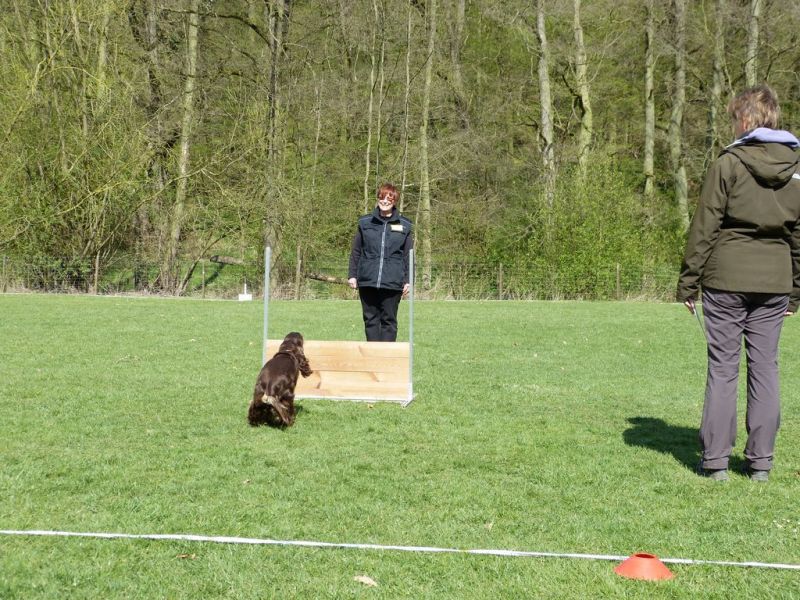 Obedience Prüfung 2015