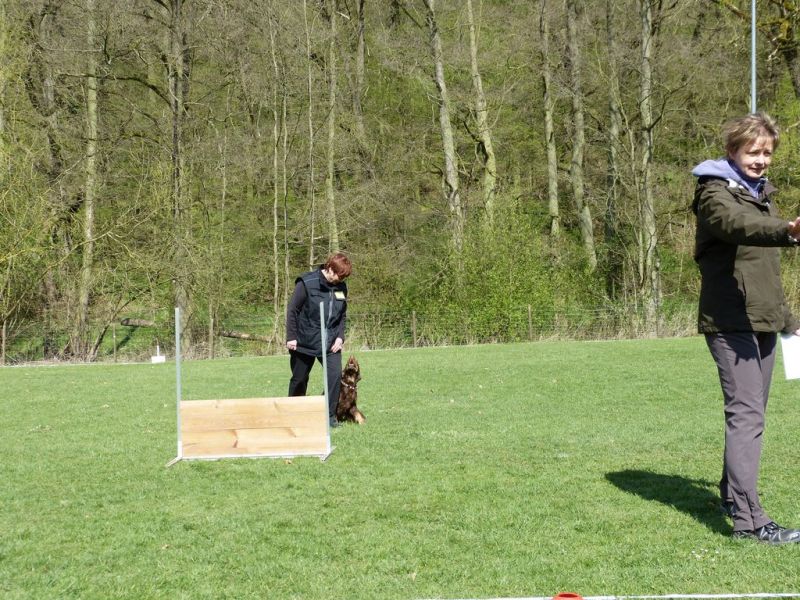 Obedience Prüfung 2015