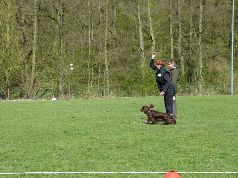 Obedience Prüfung 2015