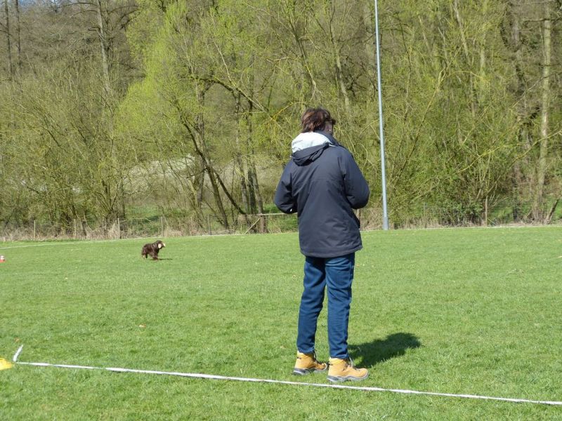 Obedience Prüfung 2015