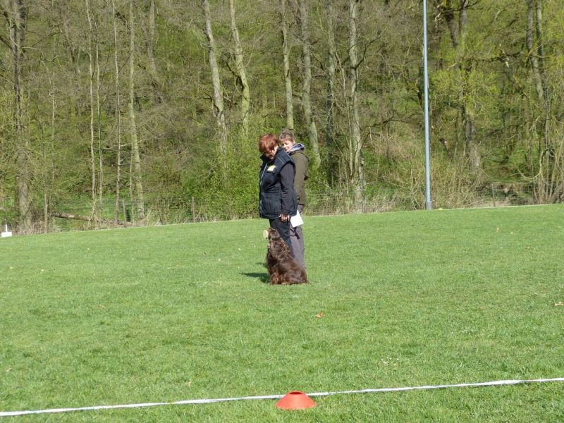 Obedience Prüfung 2015