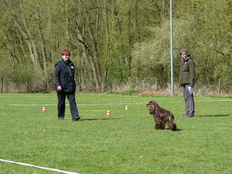 Obedience Prüfung 2015