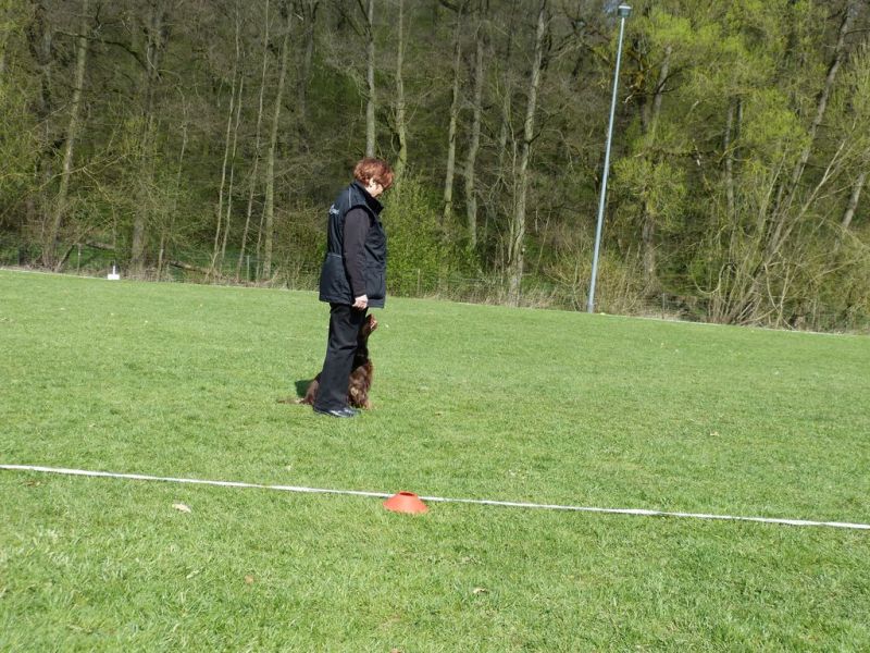 Obedience Prüfung 2015