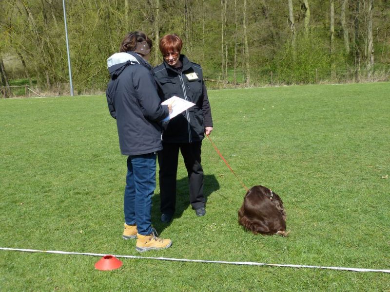 Obedience Prüfung 2015