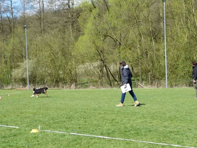 Obedience Prüfung 2015