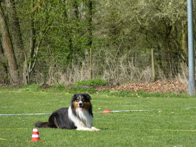 Obedience Prüfung 2015