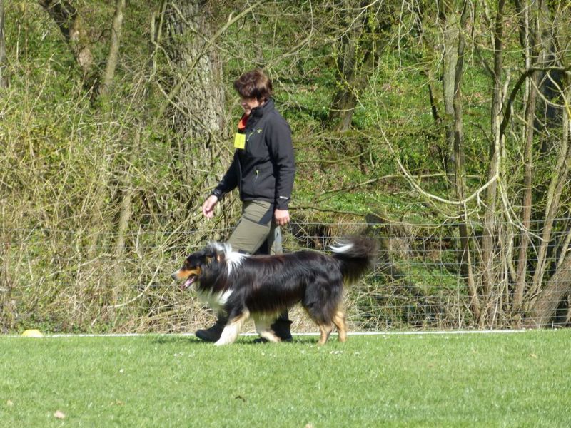 Obedience Prüfung 2015