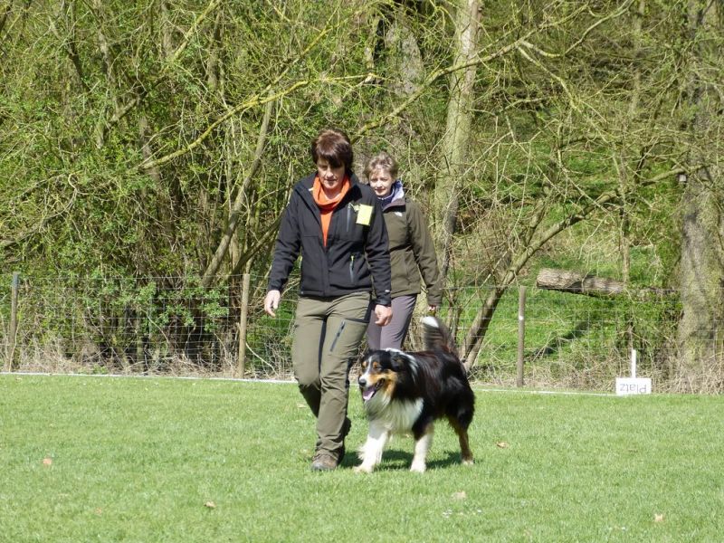 Obedience Prüfung 2015