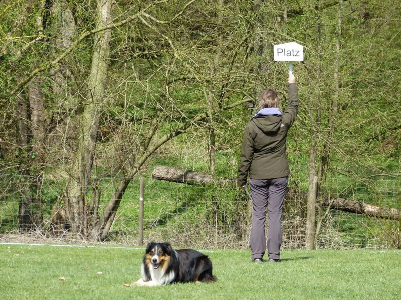 Obedience Prüfung 2015