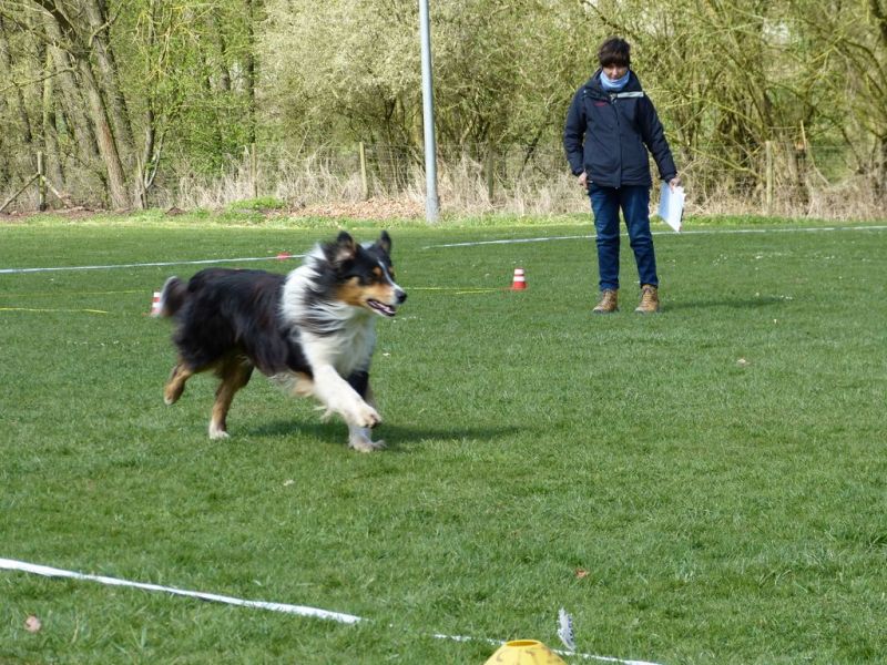 Obedience Prüfung 2015
