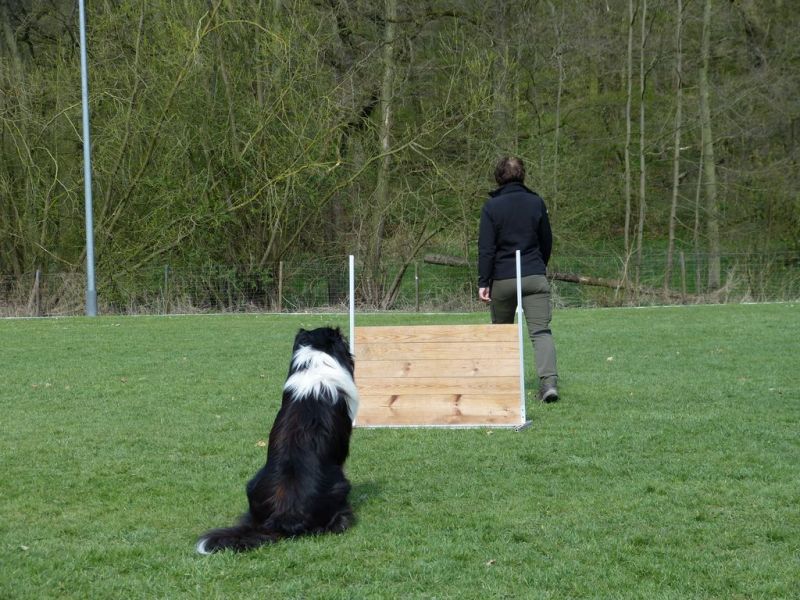 Obedience Prüfung 2015