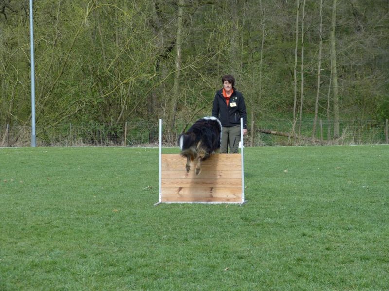 Obedience Prüfung 2015